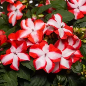 Impatiens Walleriana Seeds - Premium Mix, Colorful Shade Garden Flowers, Annual Plant - Image 3