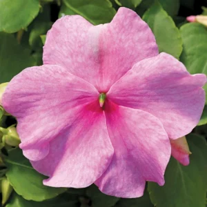 Impatiens Walleriana Seeds - Premium Mix, Colorful Shade Garden Flowers, Annual Plant - Image 4