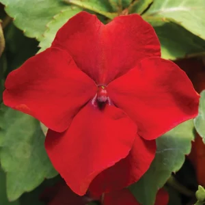Impatiens Walleriana Seeds - Premium Mix, Colorful Shade Garden Flowers, Annual Plant - Image 5