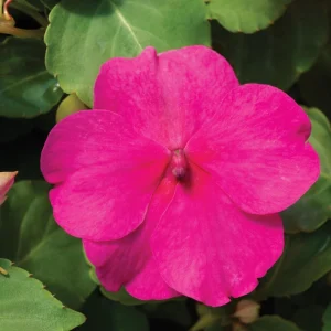 Impatiens Walleriana Seeds - Premium Mix, Colorful Shade Garden Flowers, Annual Plant - Image 6