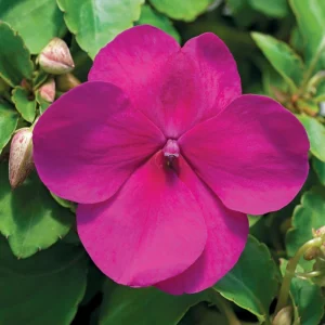 Impatiens Walleriana Seeds - Premium Mix, Colorful Shade Garden Flowers, Annual Plant - Image 7