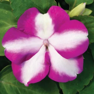 Impatiens Walleriana Seeds - Premium Mix, Colorful Shade Garden Flowers, Annual Plant - Image 8