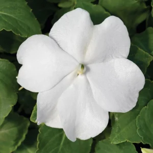 Impatiens Walleriana Seeds - Premium Mix, Colorful Shade Garden Flowers, Annual Plant - Image 9