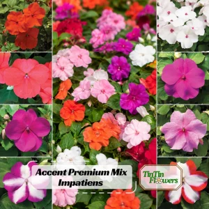 Impatiens Walleriana Seeds - Premium Mix, Colorful Shade Garden Flowers, Annual Plant - Image 1