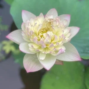 Indian Lotus Seeds (Nelumbo nucifera) - 5+ Cold Hardy Water Plant Seeds - Image 10