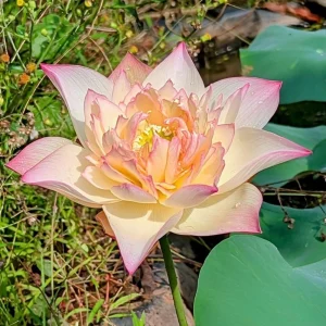 Indian Lotus Seeds (Nelumbo nucifera) - 5+ Cold Hardy Water Plant Seeds - Image 11