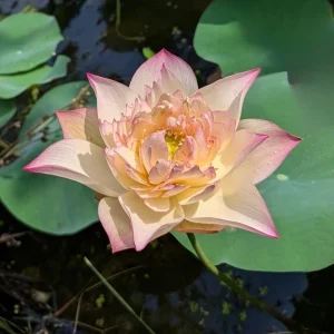 Indian Lotus Seeds (Nelumbo nucifera) - 5+ Cold Hardy Water Plant Seeds - Image 12