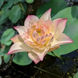 Indian Lotus Seeds (Nelumbo nucifera) - 5+ Cold Hardy Water Plant Seeds - Image 13