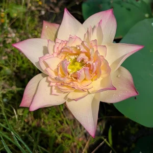 Indian Lotus Seeds (Nelumbo nucifera) - 5+ Cold Hardy Water Plant Seeds - Image 14