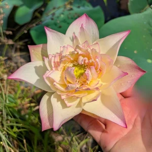 Indian Lotus Seeds (Nelumbo nucifera) - 5+ Cold Hardy Water Plant Seeds - Image 15