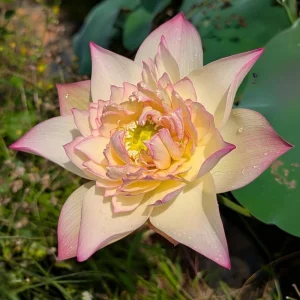 Indian Lotus Seeds (Nelumbo nucifera) - 5+ Cold Hardy Water Plant Seeds - Image 16