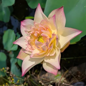 Indian Lotus Seeds (Nelumbo nucifera) - 5+ Cold Hardy Water Plant Seeds - Image 17