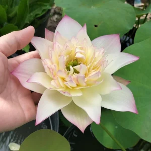 Indian Lotus Seeds (Nelumbo nucifera) - 5+ Cold Hardy Water Plant Seeds - Image 18
