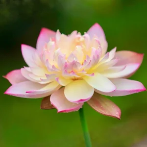 Indian Lotus Seeds (Nelumbo nucifera) - 5+ Cold Hardy Water Plant Seeds - Image 19