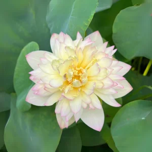 Indian Lotus Seeds (Nelumbo nucifera) - 5+ Cold Hardy Water Plant Seeds - Image 2