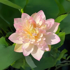 Indian Lotus Seeds (Nelumbo nucifera) - 5+ Cold Hardy Water Plant Seeds - Image 3