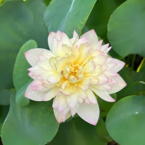 Indian Lotus Seeds (Nelumbo nucifera) - 5+ Cold Hardy Water Plant Seeds - Image 4