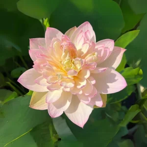 Indian Lotus Seeds (Nelumbo nucifera) - 5+ Cold Hardy Water Plant Seeds - Image 5