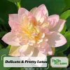Indian Lotus Seeds (Nelumbo nucifera) - 5+ Cold Hardy Water Plant Seeds - Image 1