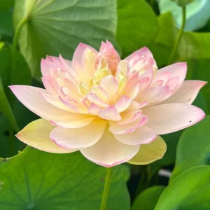Indian Lotus Seeds (Nelumbo nucifera) - 5+ Cold Hardy Water Plant Seeds - Image 6