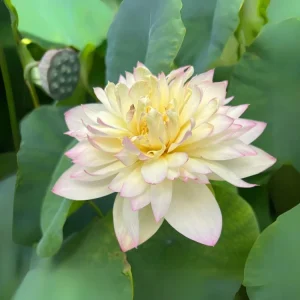 Indian Lotus Seeds (Nelumbo nucifera) - 5+ Cold Hardy Water Plant Seeds - Image 7