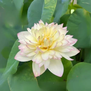 Indian Lotus Seeds (Nelumbo nucifera) - 5+ Cold Hardy Water Plant Seeds - Image 8