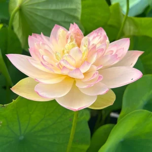 Indian Lotus Seeds (Nelumbo nucifera) - 5+ Cold Hardy Water Plant Seeds - Image 9