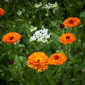 Indian Prince Calendula Seeds - 50 Seeds - Deep Red Orange Double Blooms - Annual Flower - Image 10