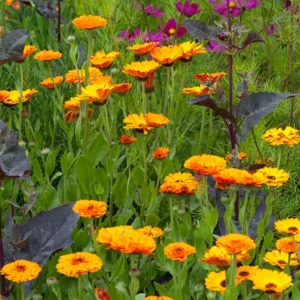 Indian Prince Calendula Seeds - 50 Seeds - Deep Red Orange Double Blooms - Annual Flower - Image 11