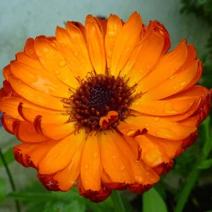 Indian Prince Calendula Seeds - 50 Seeds - Deep Red Orange Double Blooms - Annual Flower - Image 12