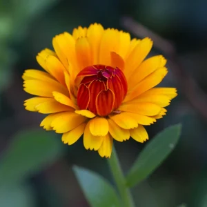 Indian Prince Calendula Seeds - 50 Seeds - Deep Red Orange Double Blooms - Annual Flower - Image 13
