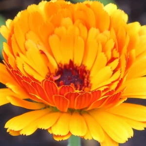 Indian Prince Calendula Seeds - 50 Seeds - Deep Red Orange Double Blooms - Annual Flower - Image 14