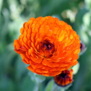 Indian Prince Calendula Seeds - 50 Seeds - Deep Red Orange Double Blooms - Annual Flower - Image 2