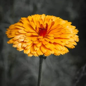 Indian Prince Calendula Seeds - 50 Seeds - Deep Red Orange Double Blooms - Annual Flower - Image 3