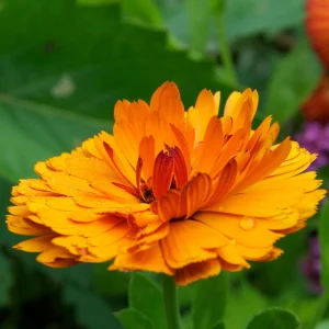 Indian Prince Calendula Seeds - 50 Seeds - Deep Red Orange Double Blooms - Annual Flower - Image 4