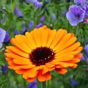 Indian Prince Calendula Seeds - 50 Seeds - Deep Red Orange Double Blooms - Annual Flower - Image 5