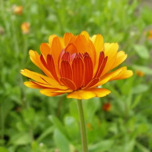 Indian Prince Calendula Seeds - 50 Seeds - Deep Red Orange Double Blooms - Annual Flower - Image 6