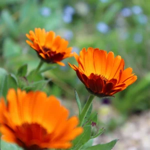 Indian Prince Calendula Seeds - 50 Seeds - Deep Red Orange Double Blooms - Annual Flower - Image 7