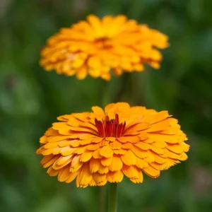 Indian Prince Calendula Seeds - 50 Seeds - Deep Red Orange Double Blooms - Annual Flower - Image 8