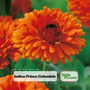 Indian Prince Calendula Seeds - 50 Seeds - Deep Red Orange Double Blooms - Annual Flower - Image 1