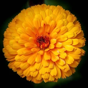 Indian Prince Calendula Seeds - 50 Seeds - Deep Red Orange Double Blooms - Annual Flower - Image 9