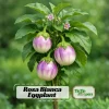 Italian Rosa Bianca Eggplant Seeds - Heirloom - 20 Count - Lavender White Round Fruits - Easy Grow Garden Plant - Image 1