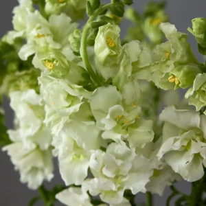 Ivory Snapdragon Seeds - Cold Resistant Flower Seeds - Attracts Pollinators - 30 Seeds - Image 10