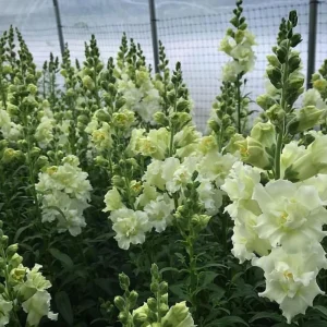 Ivory Snapdragon Seeds - Cold Resistant Flower Seeds - Attracts Pollinators - 30 Seeds - Image 12