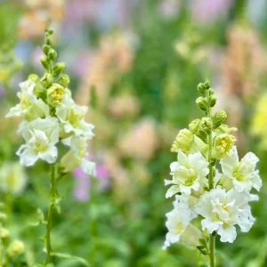 Ivory Snapdragon Seeds - Cold Resistant Flower Seeds - Attracts Pollinators - 30 Seeds - Image 13