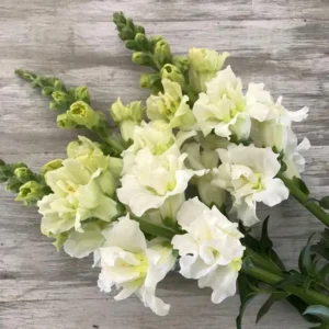Ivory Snapdragon Seeds - Cold Resistant Flower Seeds - Attracts Pollinators - 30 Seeds - Image 14