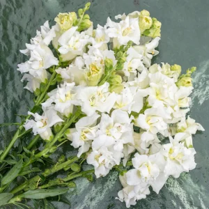 Ivory Snapdragon Seeds - Cold Resistant Flower Seeds - Attracts Pollinators - 30 Seeds - Image 15