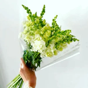 Ivory Snapdragon Seeds - Cold Resistant Flower Seeds - Attracts Pollinators - 30 Seeds - Image 16