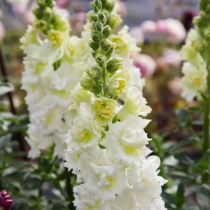 Ivory Snapdragon Seeds - Cold Resistant Flower Seeds - Attracts Pollinators - 30 Seeds - Image 17