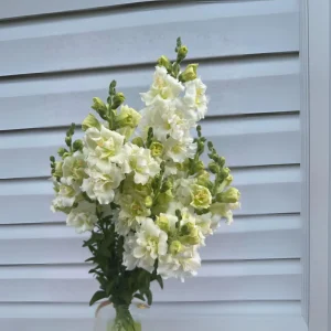 Ivory Snapdragon Seeds - Cold Resistant Flower Seeds - Attracts Pollinators - 30 Seeds - Image 2